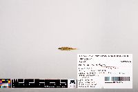 Notropis heterolepis image