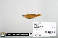 Notropis blennius image