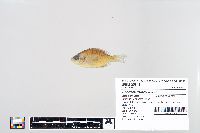 Lepomis macrochirus image