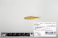 Notropis hudsonius image