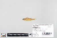Perca flavescens image