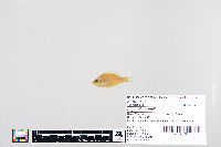 Lepomis humilis image