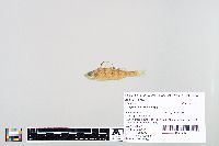 Perca flavescens image