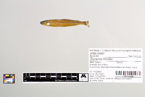 Osmerus image