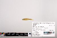 Notropis heterolepis image