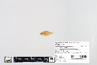 Lepomis humilis image