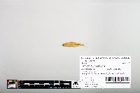 Notropis hudsonius image