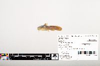 Noturus gyrinus image