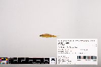 Notropis heterolepis image