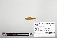 Notropis hudsonius image