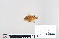 Lepomis macrochirus image
