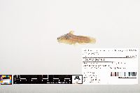 Noturus gyrinus image