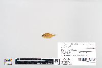 Lepomis gibbosus image