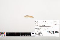 Noturus gyrinus image