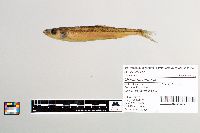 Osmerus mordax image