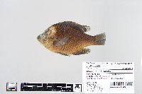 Lepomis macrochirus image