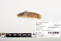 Noturus gyrinus image