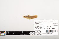 Noturus gyrinus image