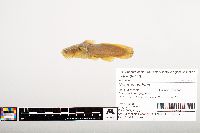 Noturus gyrinus image