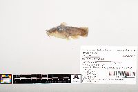 Noturus gyrinus image