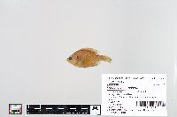 Lepomis macrochirus image