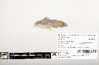 Noturus gyrinus image