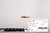Notropis heterolepis image