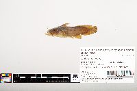 Noturus gyrinus image