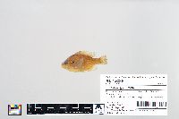 Lepomis gibbosus image