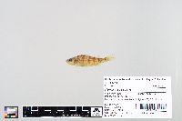 Perca flavescens image