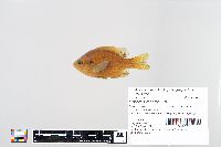 Lepomis macrochirus image