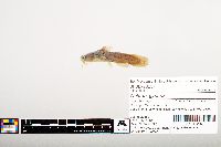 Noturus gyrinus image