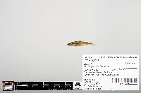 Notropis heterodon image