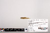 Notropis heterolepis image