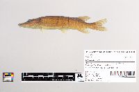 Esox lucius image