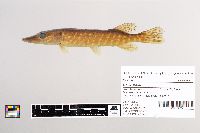 Esox lucius image