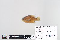 Lepomis macrochirus image