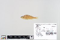 Perca flavescens image