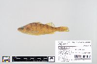 Perca flavescens image