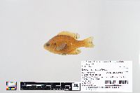 Lepomis macrochirus image