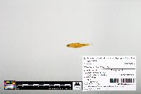 Notropis hudsonius image