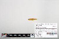 Notropis hudsonius image