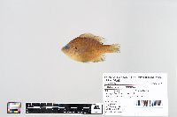 Lepomis macrochirus image