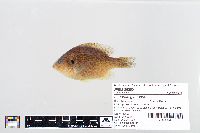 Lepomis gibbosus image
