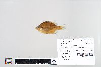 Lepomis macrochirus image