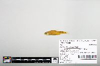 Notropis hudsonius image