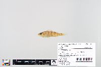 Perca flavescens image