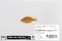 Lepomis gibbosus image