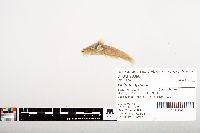 Noturus gyrinus image