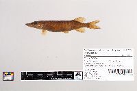 Esox lucius image